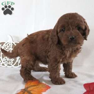 Brooke, Cavapoo Puppy
